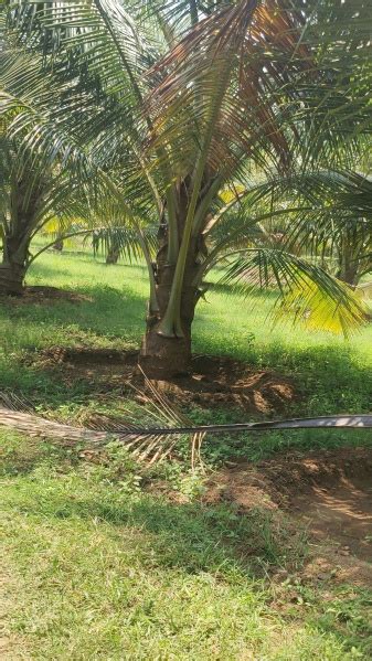 1 Acre Agricultural/Farm Land for Sale in Pollachi, Coimbatore - by A2z ...