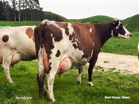 Ayrshire | Dairy cattle, Braford cattle, Farm cow