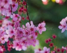 Image result for Pink Cherry Blossom Flowers