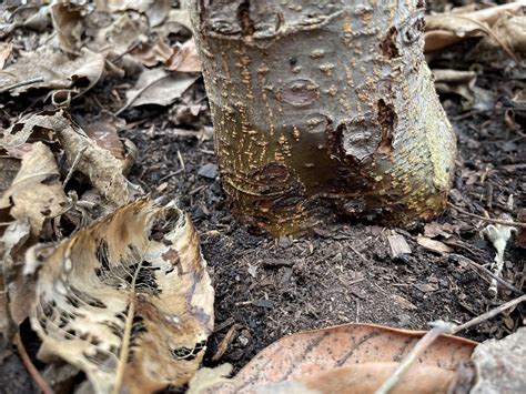 Image result for Tree Rot Infection