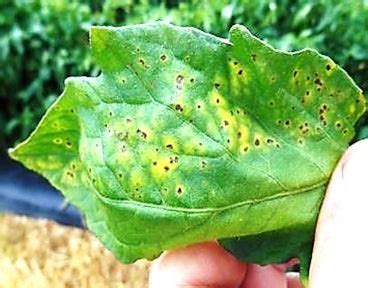 How to save your plants from Blight and Bacterial Spot? – TrustBasket