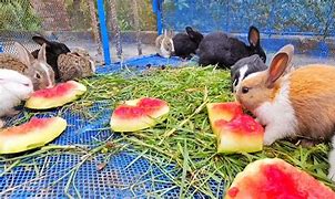 Image result for Dead Baby Rabbits