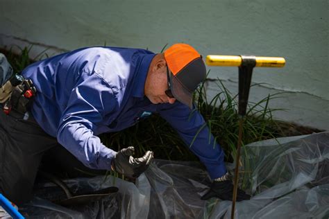 Tree Root Removal Tips 的图像结果