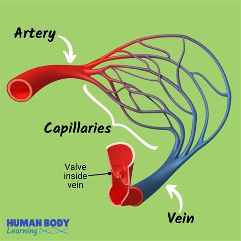 Veins Diagram For Kids Circulatory System For Kids Etsy