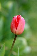 Image result for Rabit and Tulip