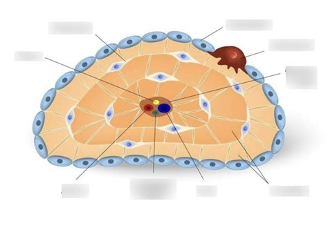 Image result for Flex Bone Matrix