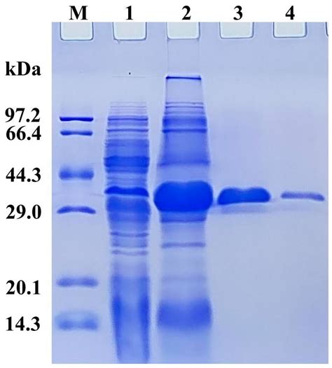 A Novel Cold-Adapted Nitronate Monooxygenase from Psychrobacter sp ...