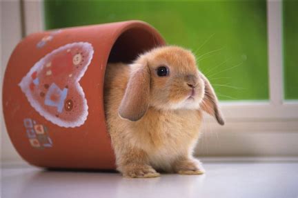 兔子的名字高雅而好听 高雅而好听的兔子的名字推荐_知秀网
