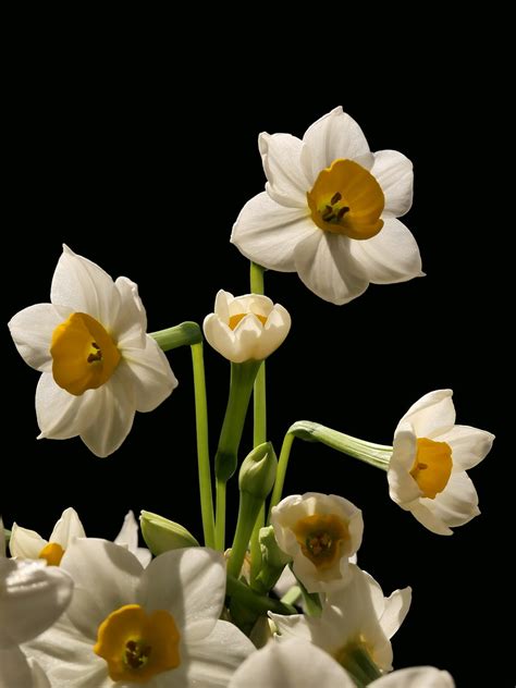 水仙花花语是什么意思 水仙花的象征和寓意是什么_万年历