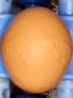 Image result for Egg Distribution Java Source Code