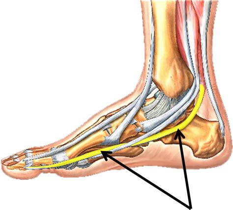 flexor tendon leg exercise