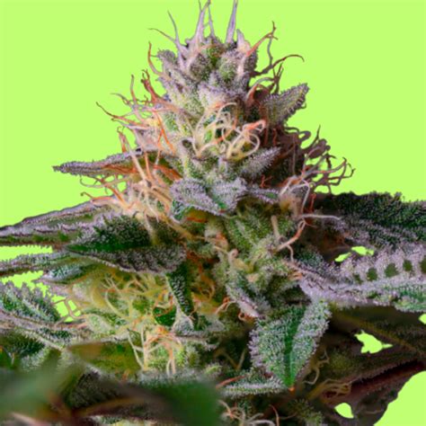 Image result for Alien Plants in Seed Woman