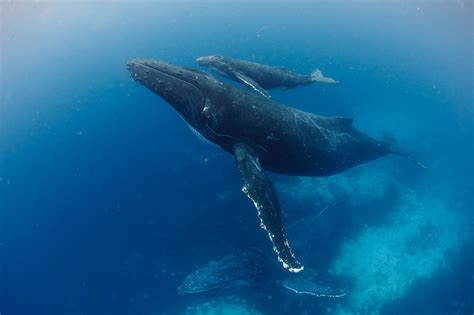 【图】鲸鱼是哺乳动物吗？ - 装修保障网