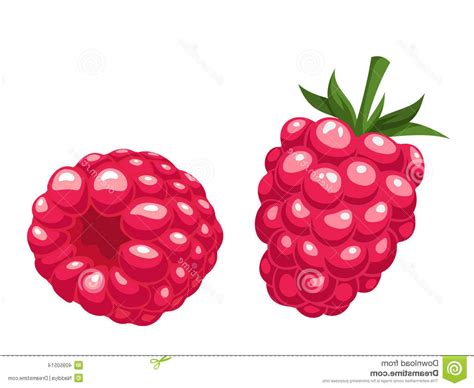 Image result for Raspberry Drawing Vector