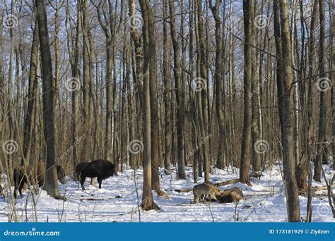 Image result for Wolves Vs Bison