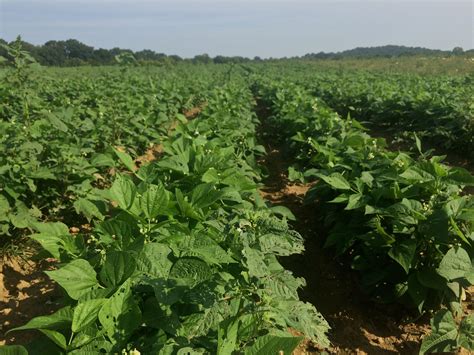 Fall is for Organic Green Beans - Delvin Farms