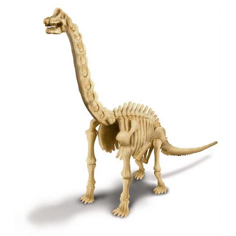 Buy 4M Kidz Labs - Skeleton Brachiosaurus Online at Best Price in India ...