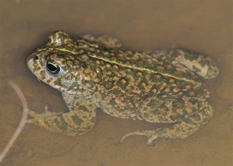 Natterjack toad | Species On The Edge - Wildlife & Habitat Conservation