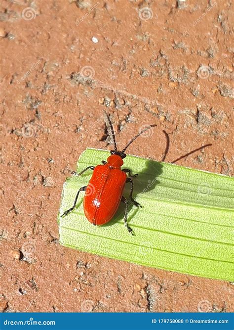 Tiny Red bug stock photo. Image of nature, leaf, flower - 179758088
