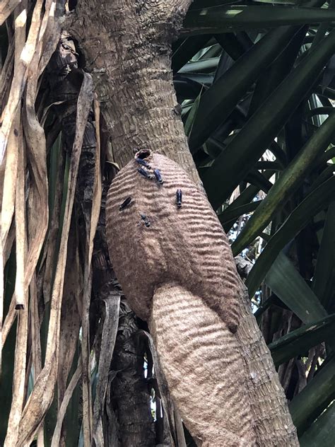 Black Wasp Nest
