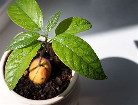 Can You Grow an Avocado Tree From its Pit?