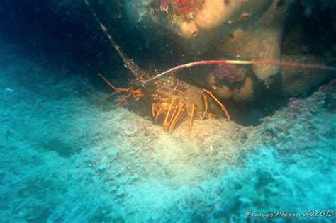 Diving Continente Blu (Marina di Camerota) - 2022 What to Know Before ...