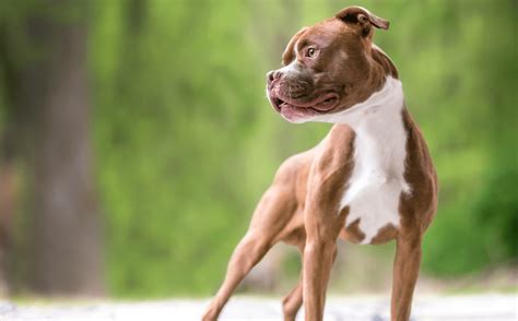 Image result for Boxer Mix Dogs