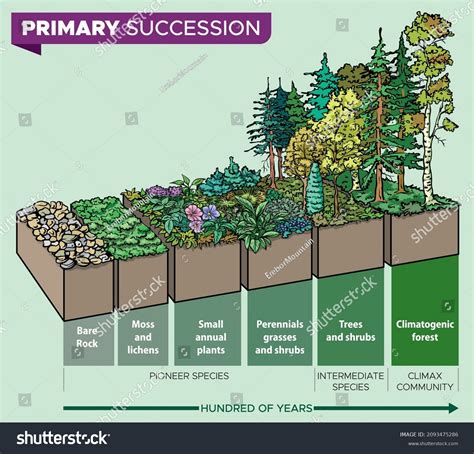 Image result for Primary Succession Examples