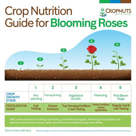 Essential Nutrients Required For Rose Plant Health And Blooms