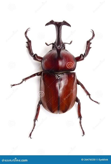 Japanese rhinoceros beetle stock photo. Image of arthropod - 26476530