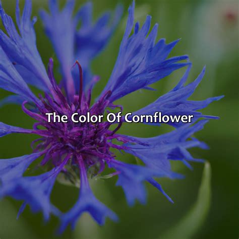 What Color Is Cornflower at Everett Reynolds blog