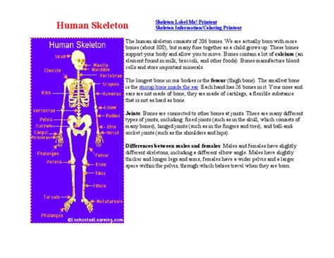 Image result for Basic Human Skeleton PDF