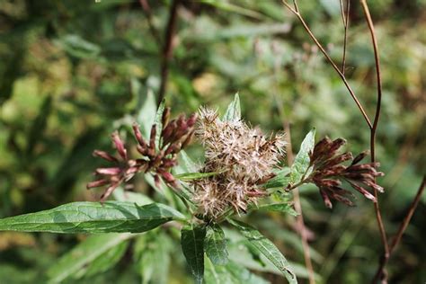 Nature Plant 的图像结果