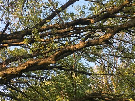 Trees Branches - Free photo on Pixabay - Pixabay