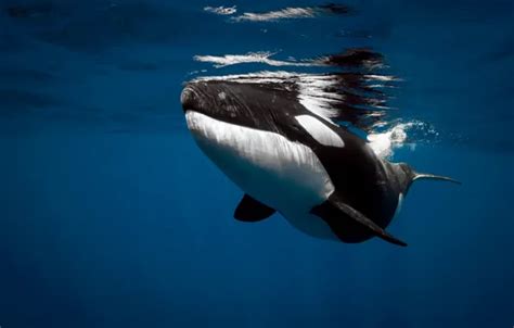 Wallpaper sea, the ocean, under water, mammal, orca for mobile and ...