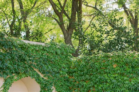 Los Robles Greens - Venue - Thousand Oaks, CA - WeddingWire