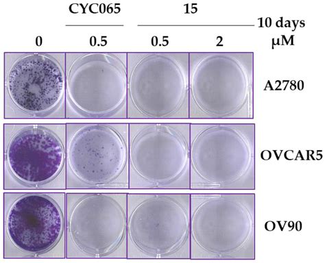 Discovery of N,4-Di(1H-pyrazol-4-yl)pyrimidin-2-amine-Derived CDK2 ...