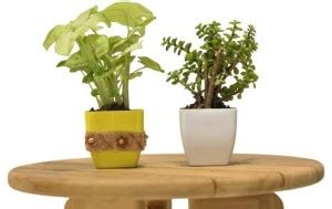 PlantPal Jade Plant, Syngonium Plant Price in India - Buy PlantPal Jade ...