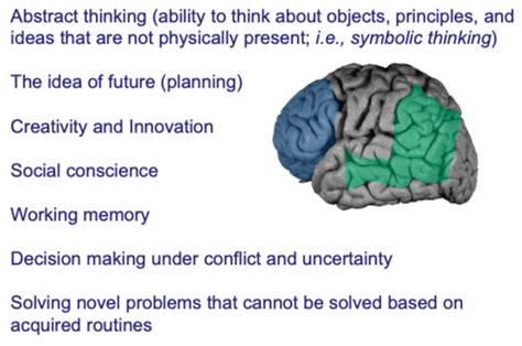 Image result for Prefrontal Cortex Executive Function Brain Image