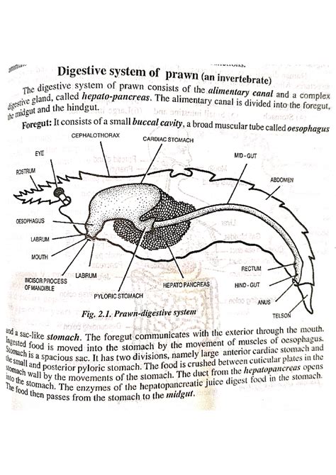Digestive System of Prawn: An Invertebrate Overview - Studocu
