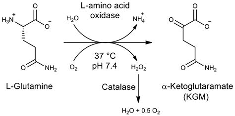 Preparative Biocatalytic Synthesis of α-Ketoglutaramate