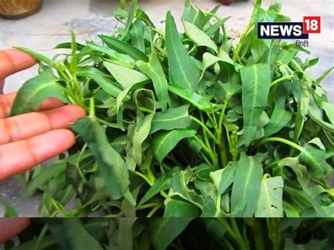 Nari saag or water spinach benefits for health mt - Nari Saag Benefits ...