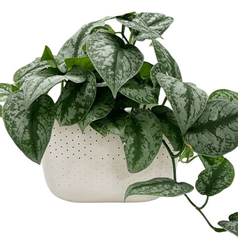 Silver Pothos Money Plant Indoor Live Plant – veliyathgardens