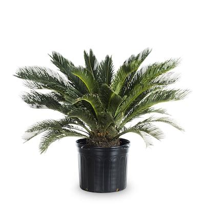 King Palm Trees at Lowes.com