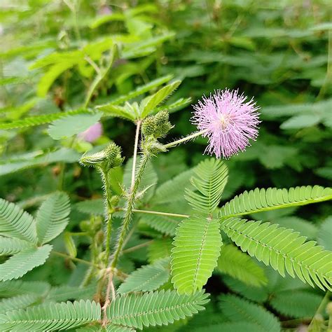 Mimosa Pudica Seeds