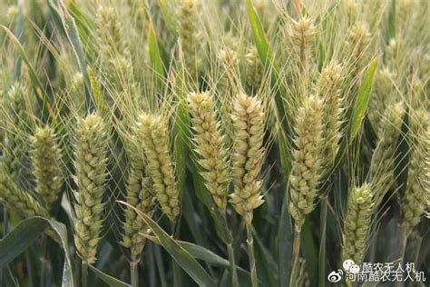 预计2022年国内小麦市场：延续高位运行 维持合理区间_价格_收购价_国家