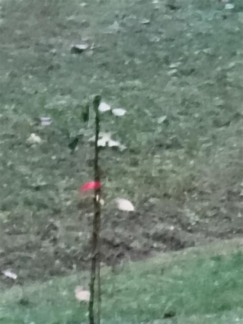 Fruit Granny Smith Apple Bare Root (With Soil) FTAP003 at Lowes.com