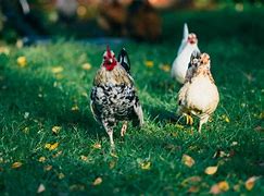 Image result for Best Farm Animals