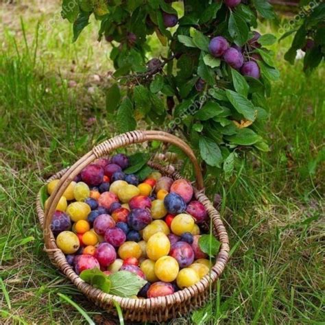 Image result for Sesame Tree Tumblr