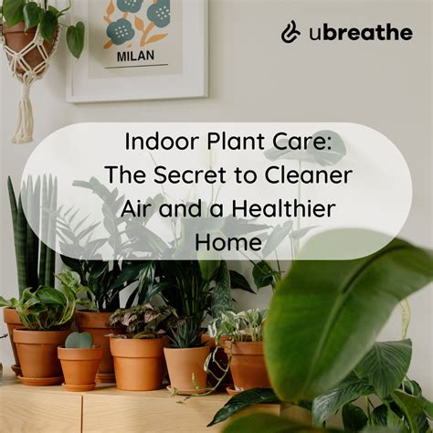Indoor Plant Care: The Secret to Cleaner Air and a Healthier Home